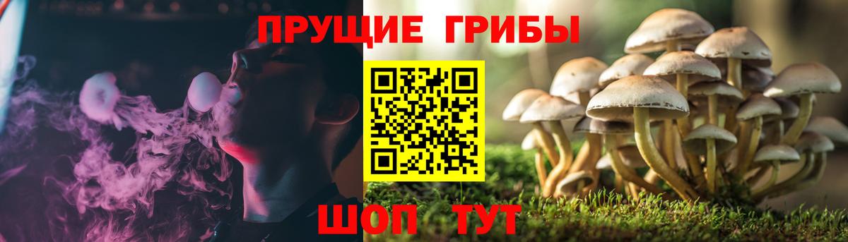 Чебоксары  Галлюциногенные грибы прущие грибы  Вход с VPN  Псилоцибиновые грибы Cubensis 
